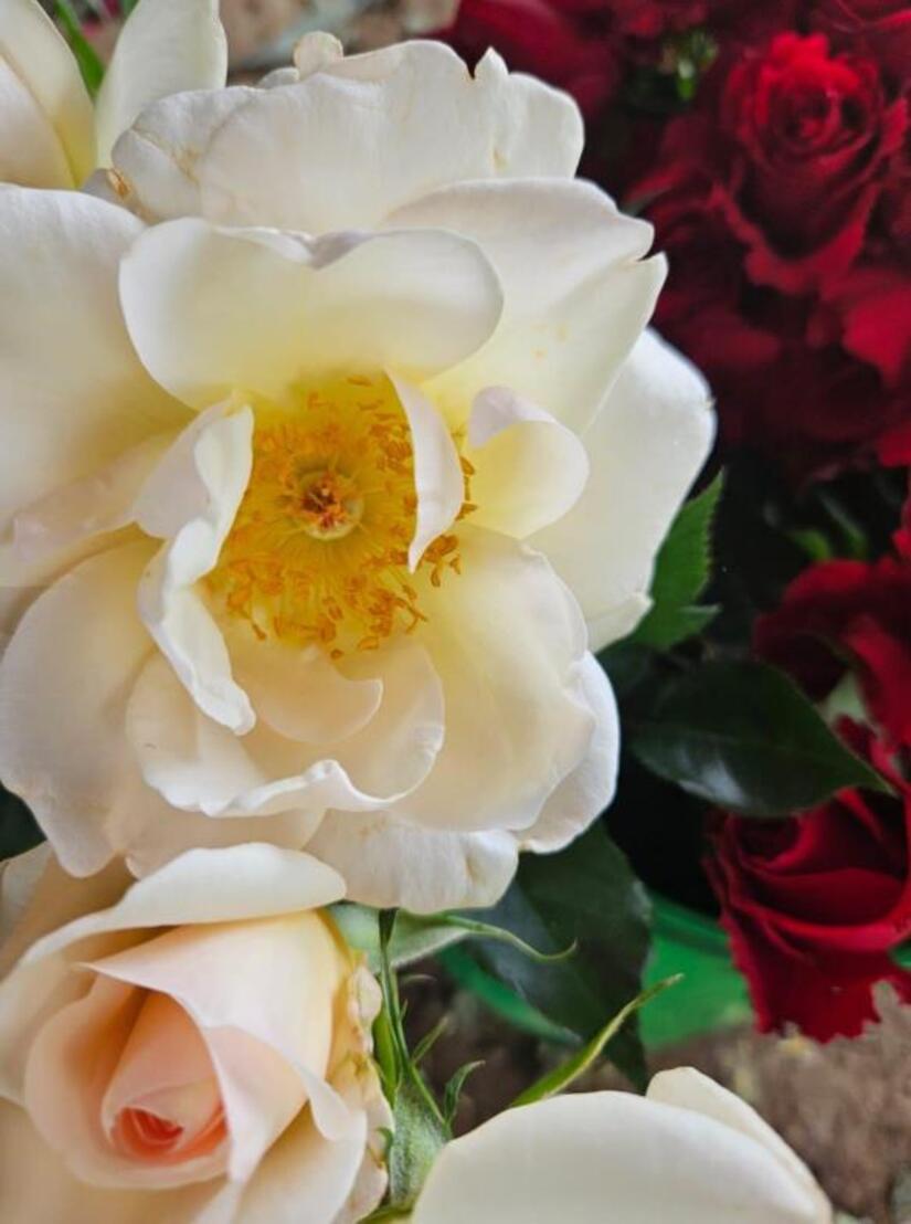 FLORES7