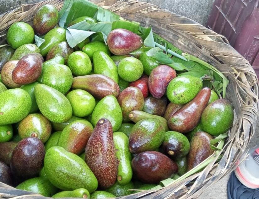 AGUACATE2