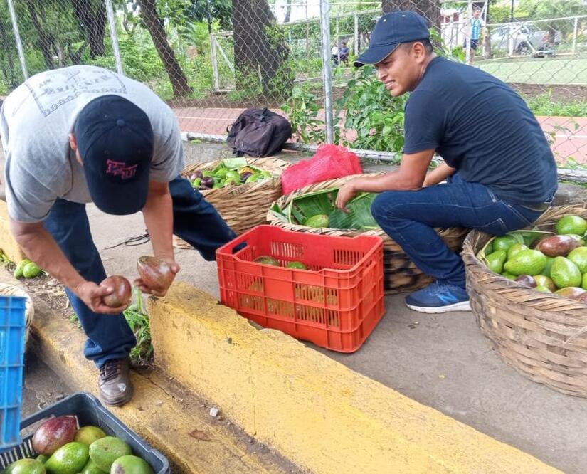 AGUACATE5