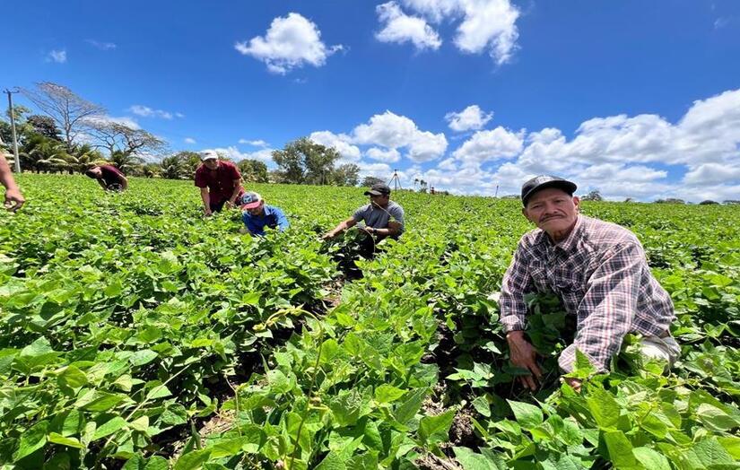 Nueva-variedad-de-frijol-4