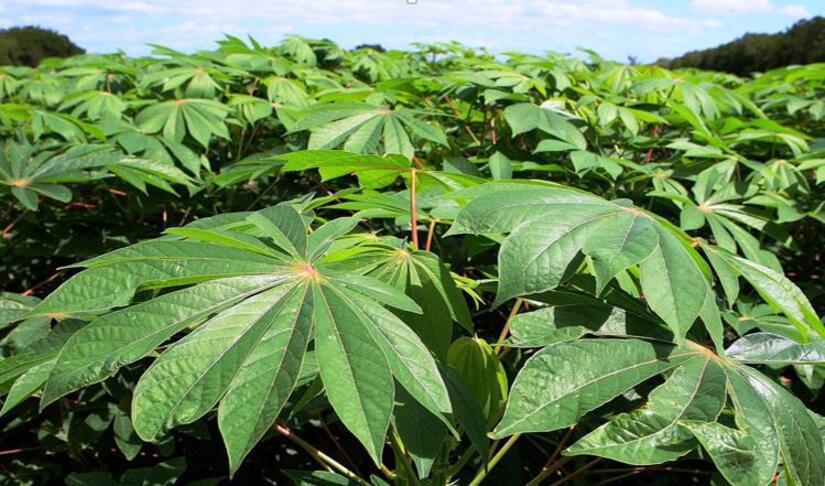 Produccion-de-Yuca-en-Nicaragua-1