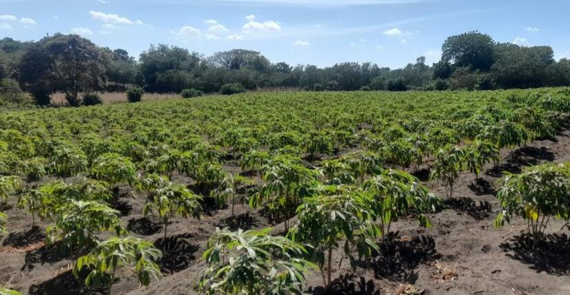 Produccion-de-Yuca-en-Nicaragua-11