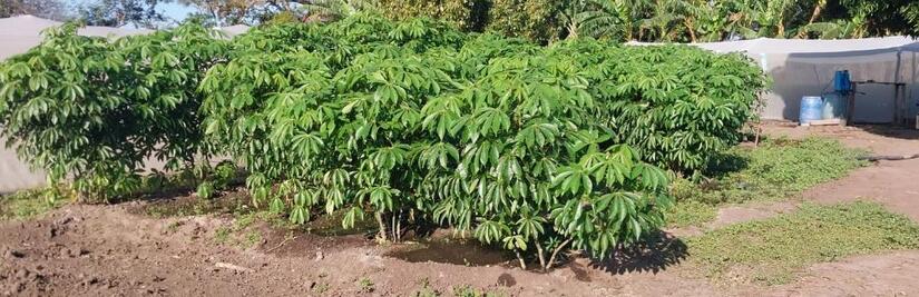 Produccion-de-Yuca-en-Nicaragua-6