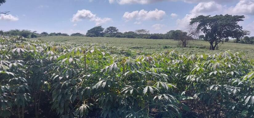 Produccion-de-Yuca-en-Nicaragua-7