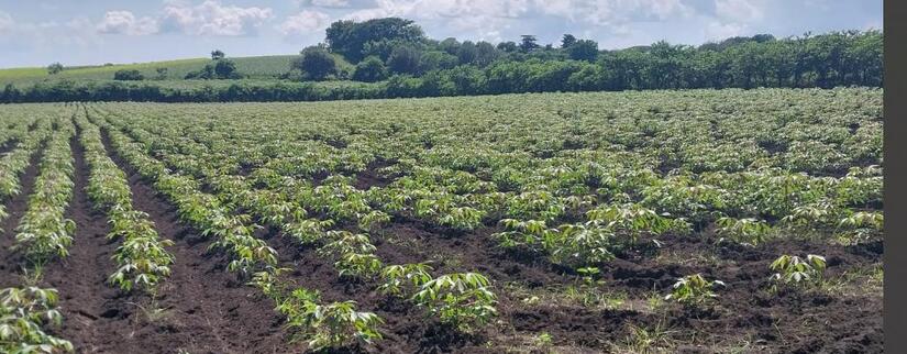 Produccion-de-Yuca-en-Nicaragua-8