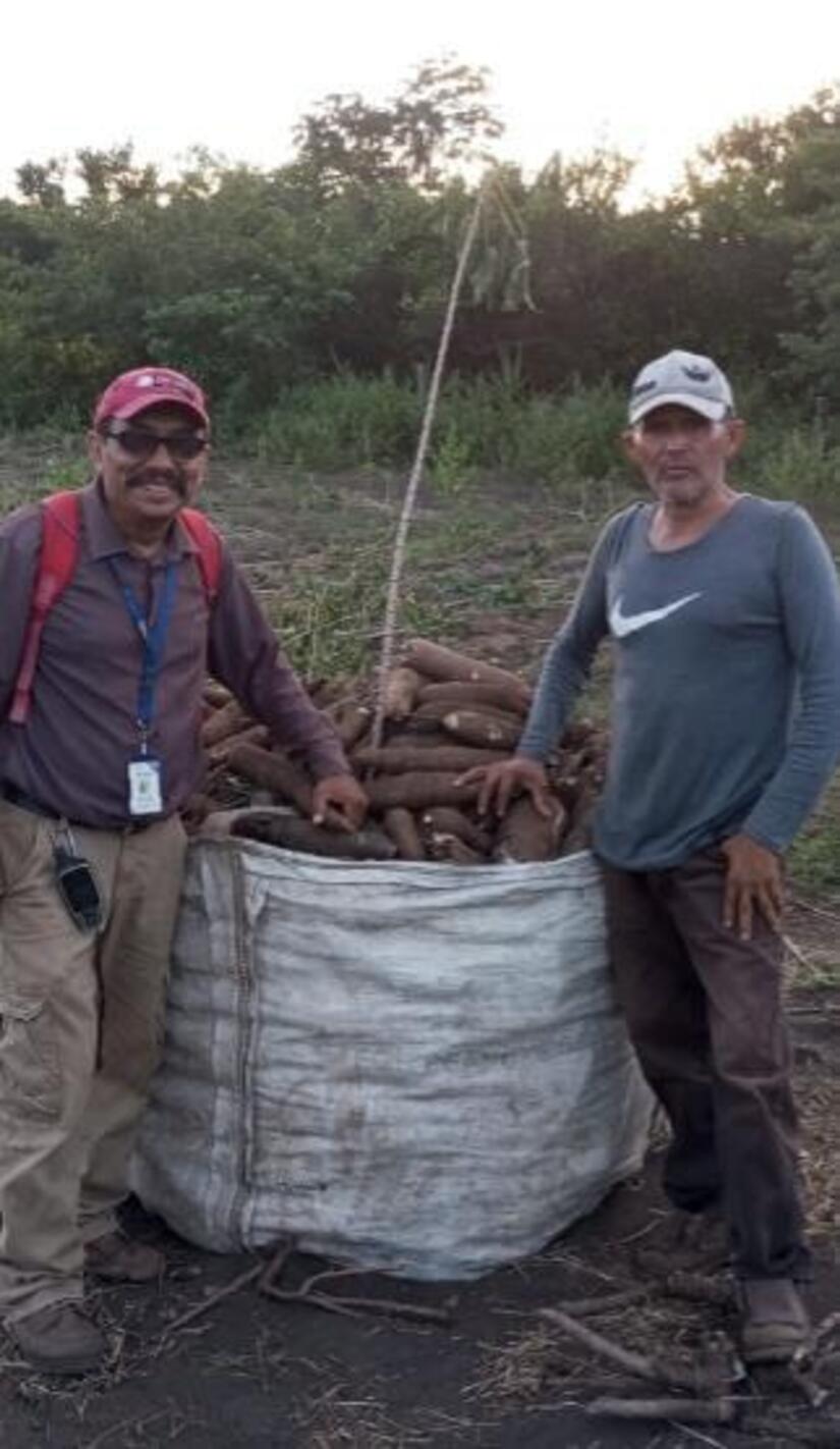 Produccion-de-Yuca-en-Nicaragua-9