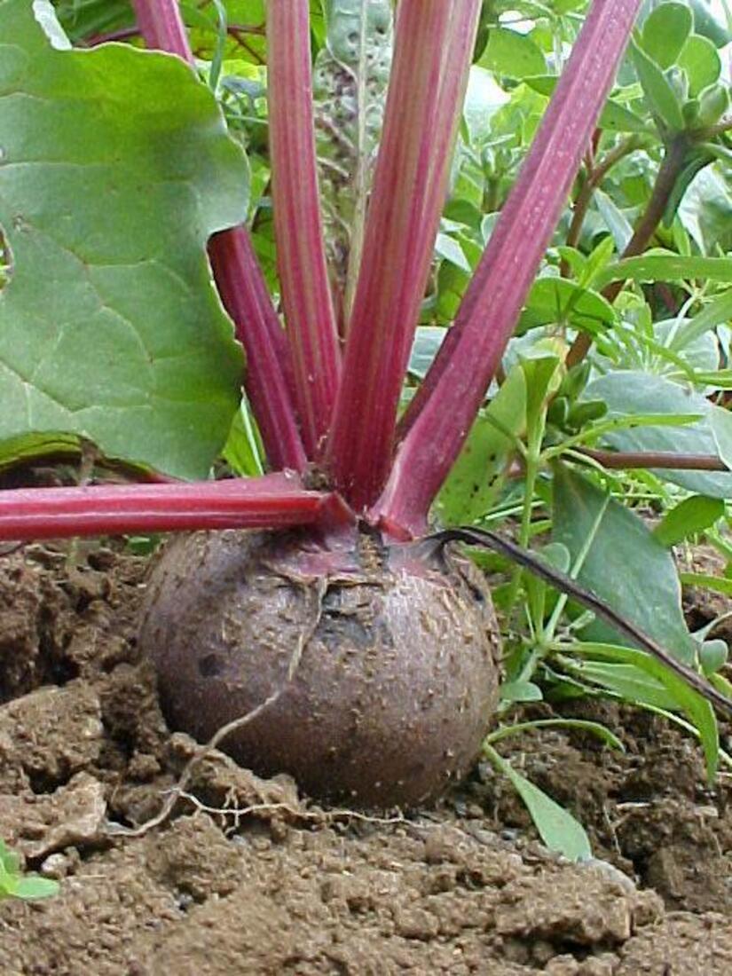 Produccion-de-remolacha-en-Nicaragua-1