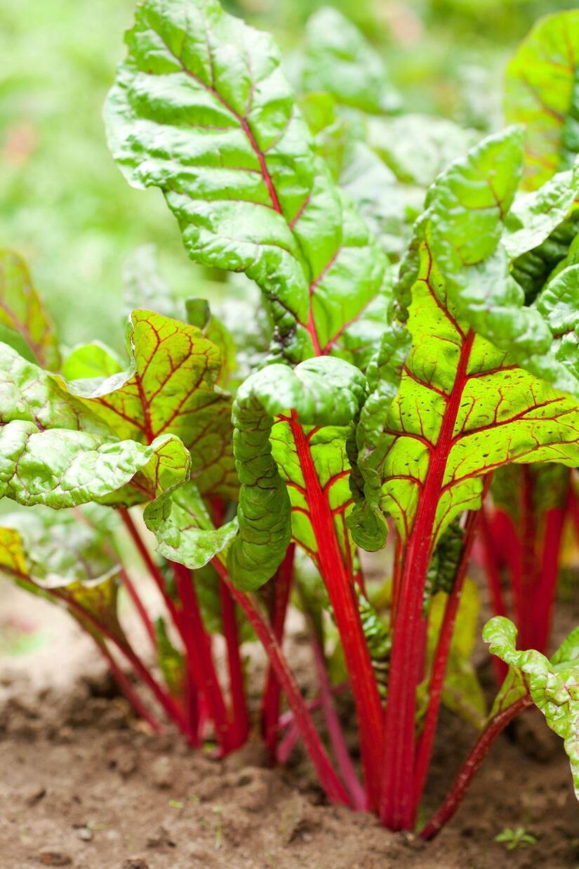 Produccion-de-remolacha-en-Nicaragua-2