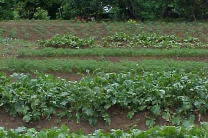 Produccion-de-remolacha-en-Nicaragua-4