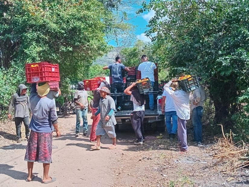 Produccion-de-Tomate-en-Nicaragua-1