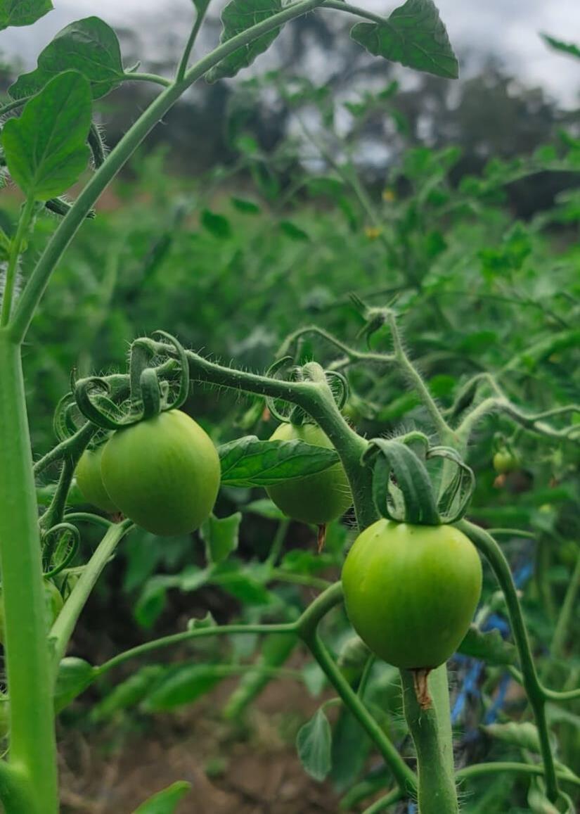 Produccion-de-Tomate-en-Nicaragua-2