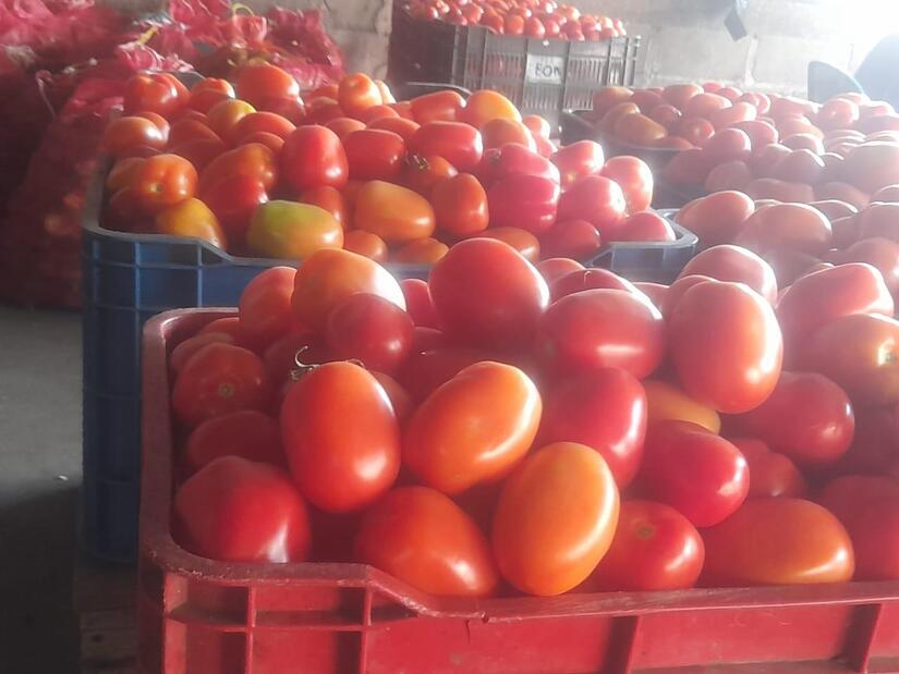 Produccion-de-Tomate-en-Nicaragua-3
