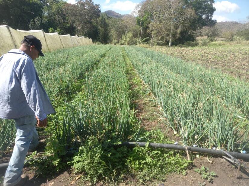 Produccion-de-cebolla-en-Nicaragua-4