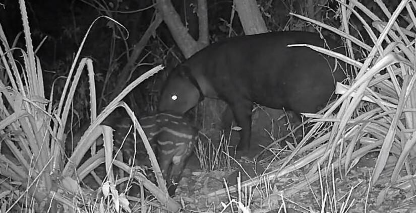 TAPIR3