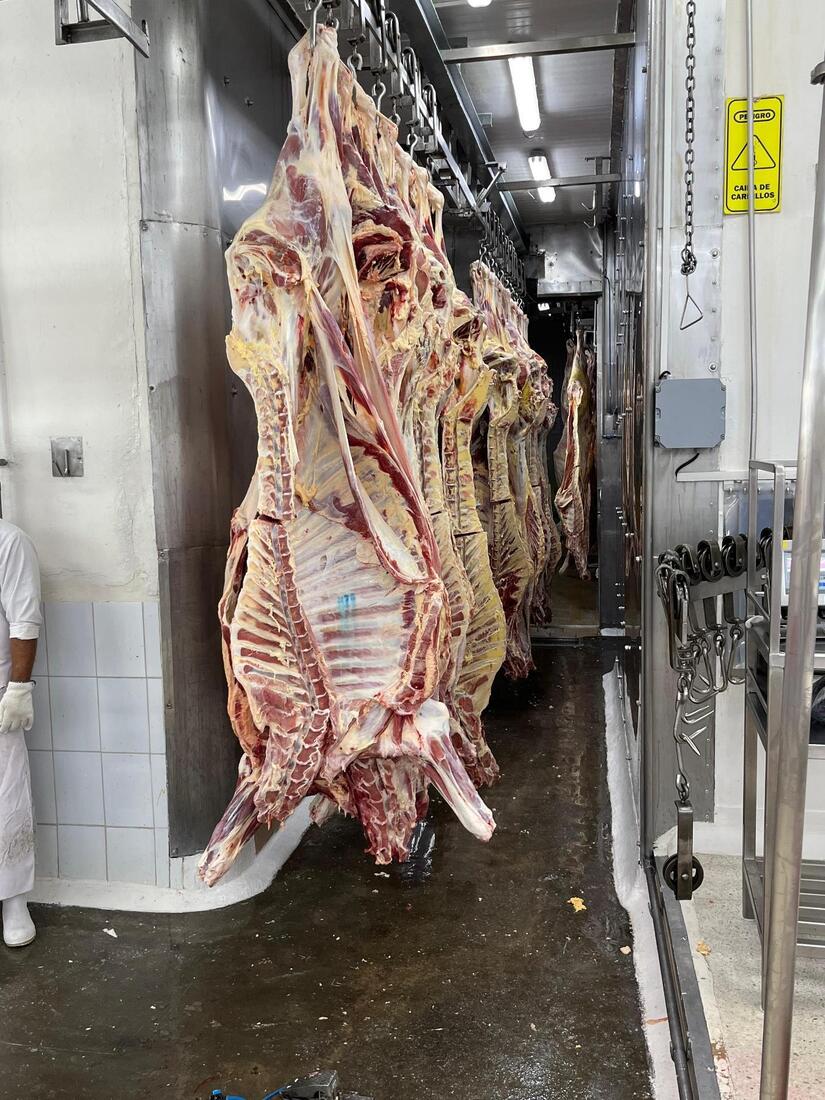 CARNE-(3)