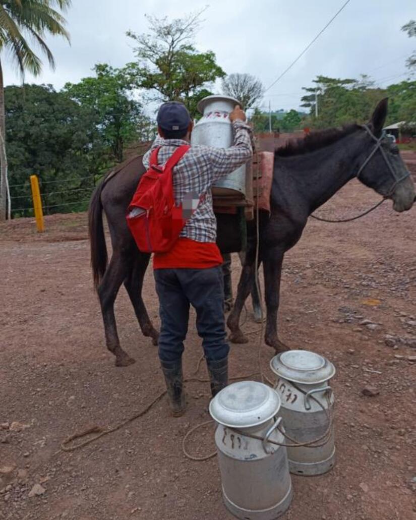 Produccion-de-Leche-en-Nicaragua-1
