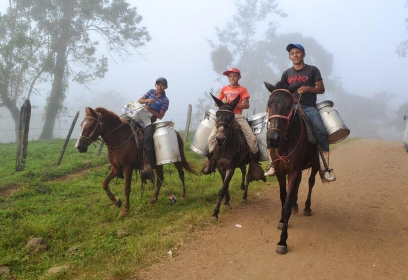 Produccion-de-Leche-en-Nicaragua-2