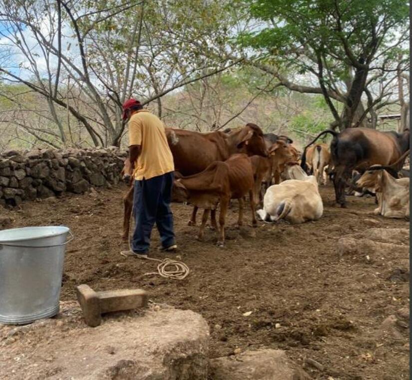 Produccion-de-Leche-en-Nicaragua-5