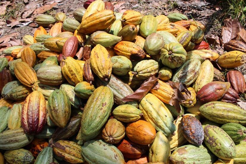 CACAO-(2)