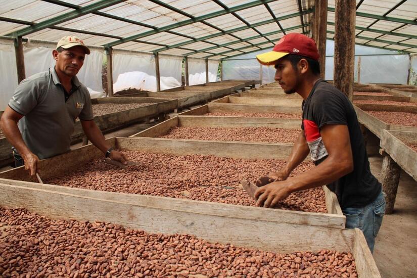 CACAO-(7)