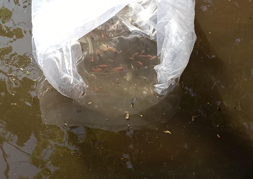 INPESCA-(11)