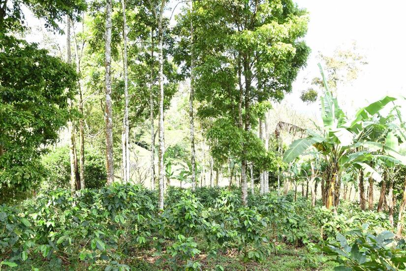 MARENA-4