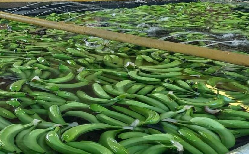 BANANO3