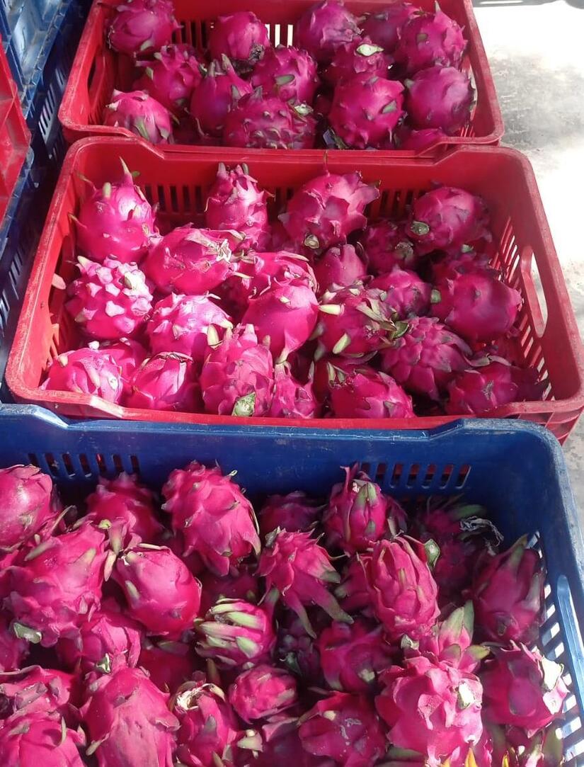 PITAHAYA3