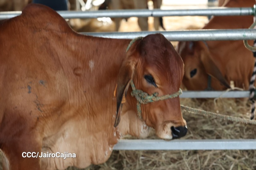 Feria-Ganadera-25