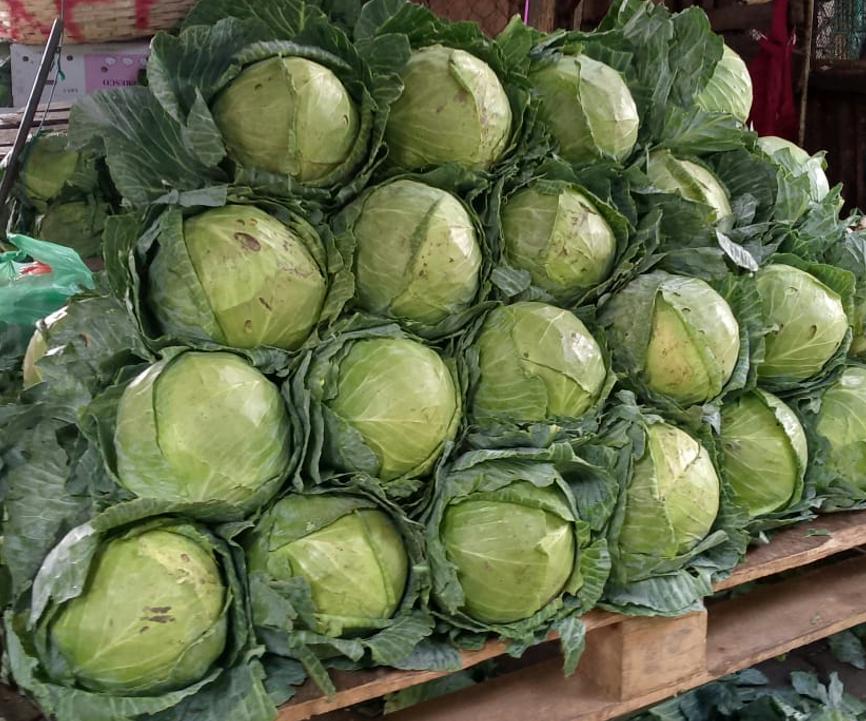REPOLLO5