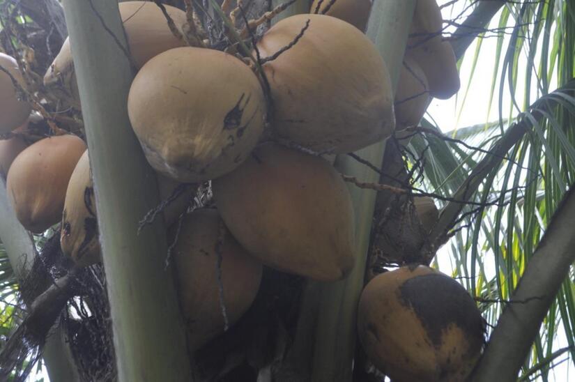 COCO3