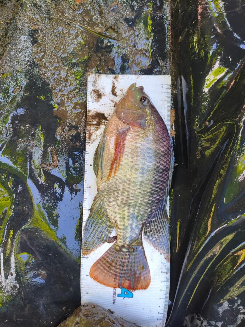 INPESCA6