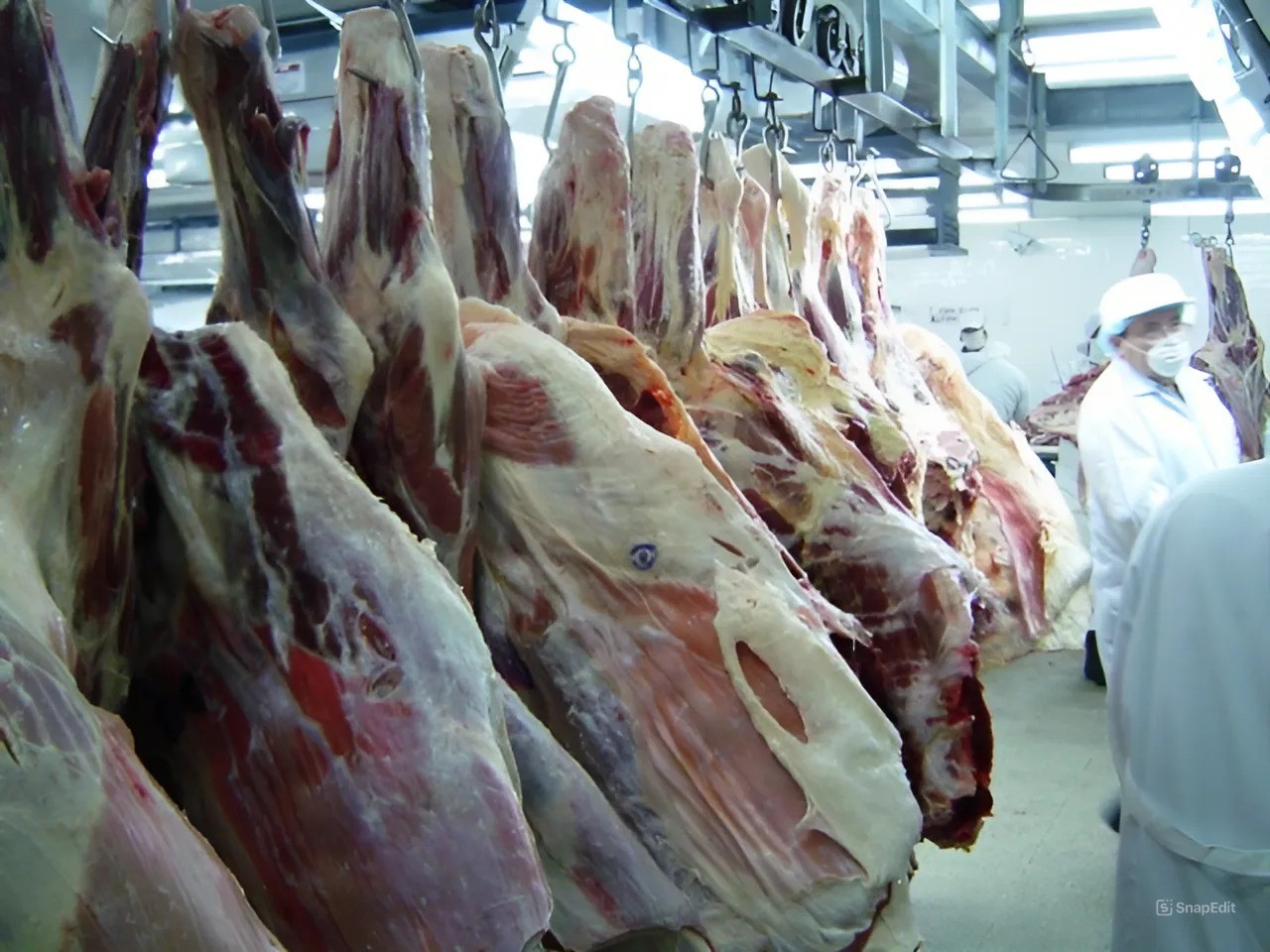 CARNE-BOVINA-5