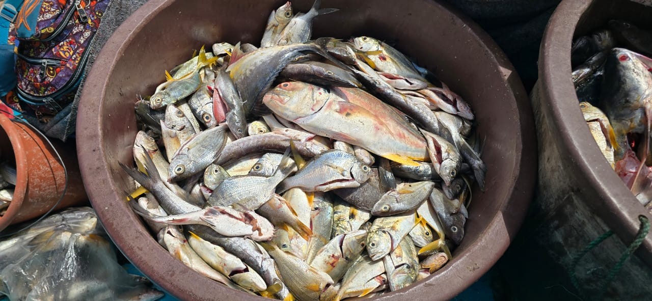 PESCA11