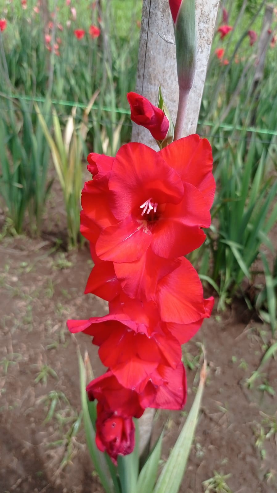 FLORES5