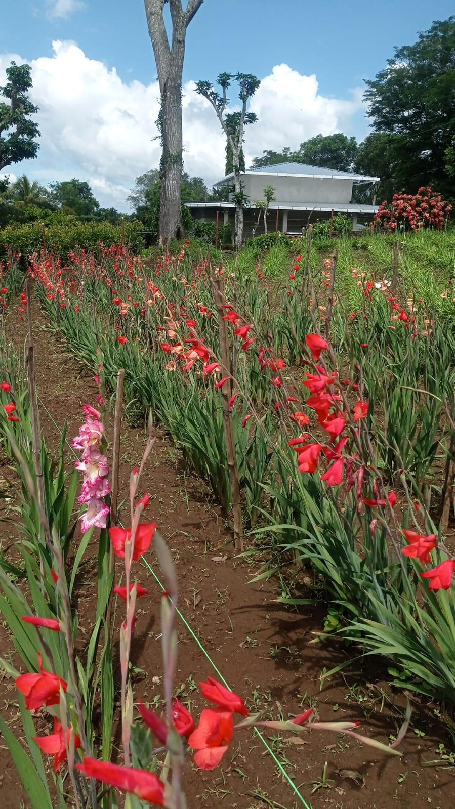 FLORES9