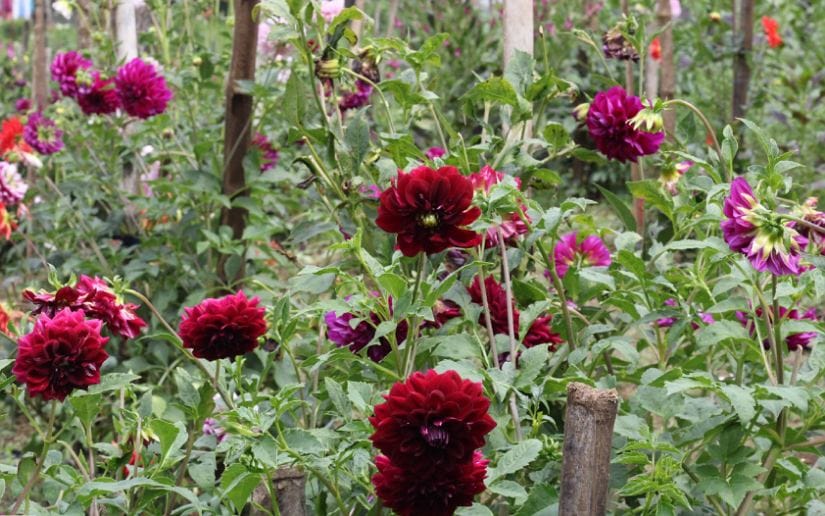 Cultivo-de-flores-Catarina-1