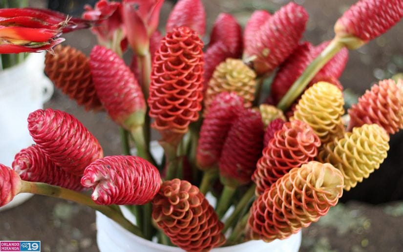 Cultivo-de-flores-Catarina-12