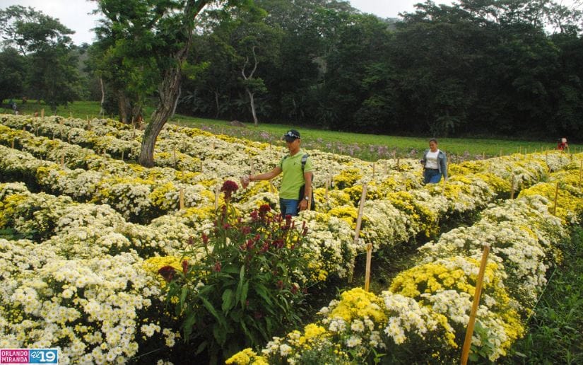 Cultivo-de-flores-Catarina-13