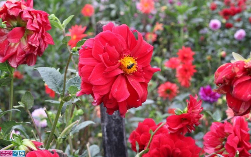 Cultivo-de-flores-Catarina-21