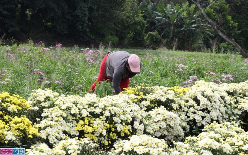 Cultivo-de-flores-Catarina-23