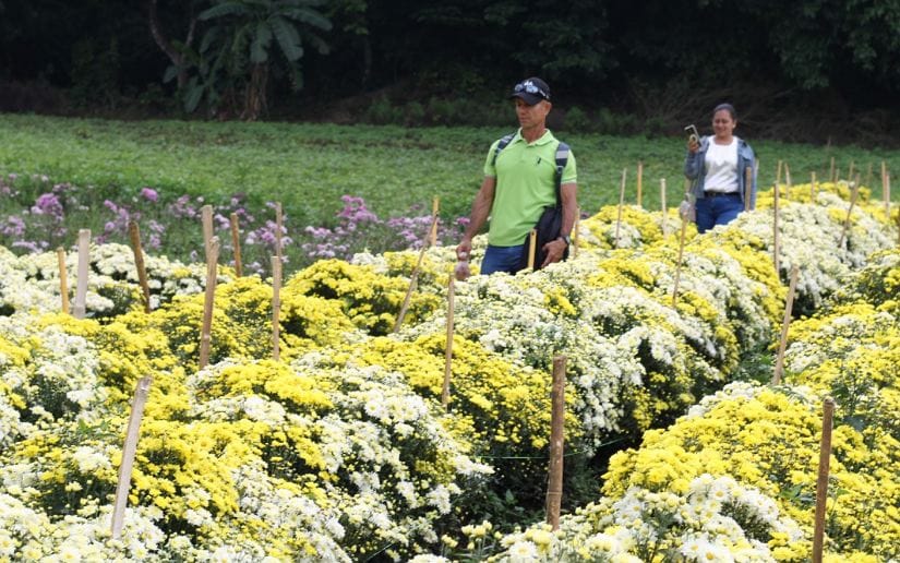 Cultivo-de-flores-Catarina-3