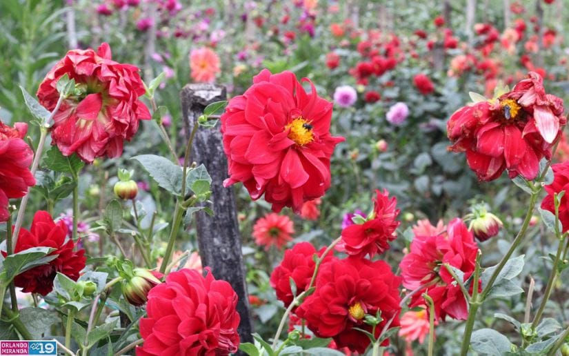 Cultivo-de-flores-Catarina-31