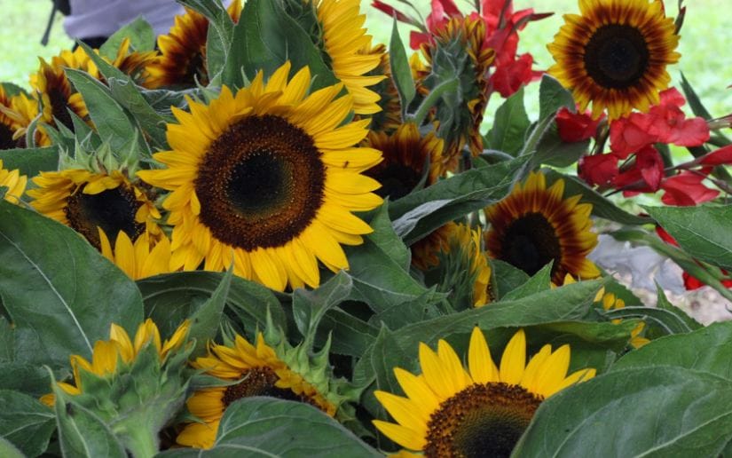 Cultivo-de-flores-Catarina-7