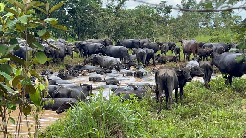 Bufalo-en-Nicaragua-2