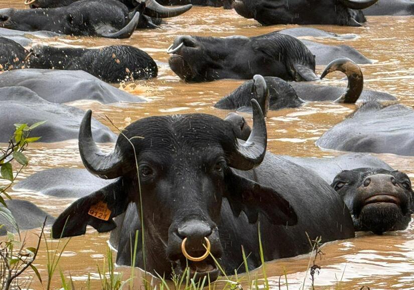 Bufalo-en-Nicaragua-4