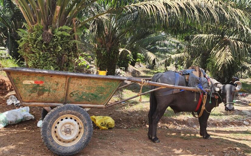 Bufalo-en-Nicaragua-5