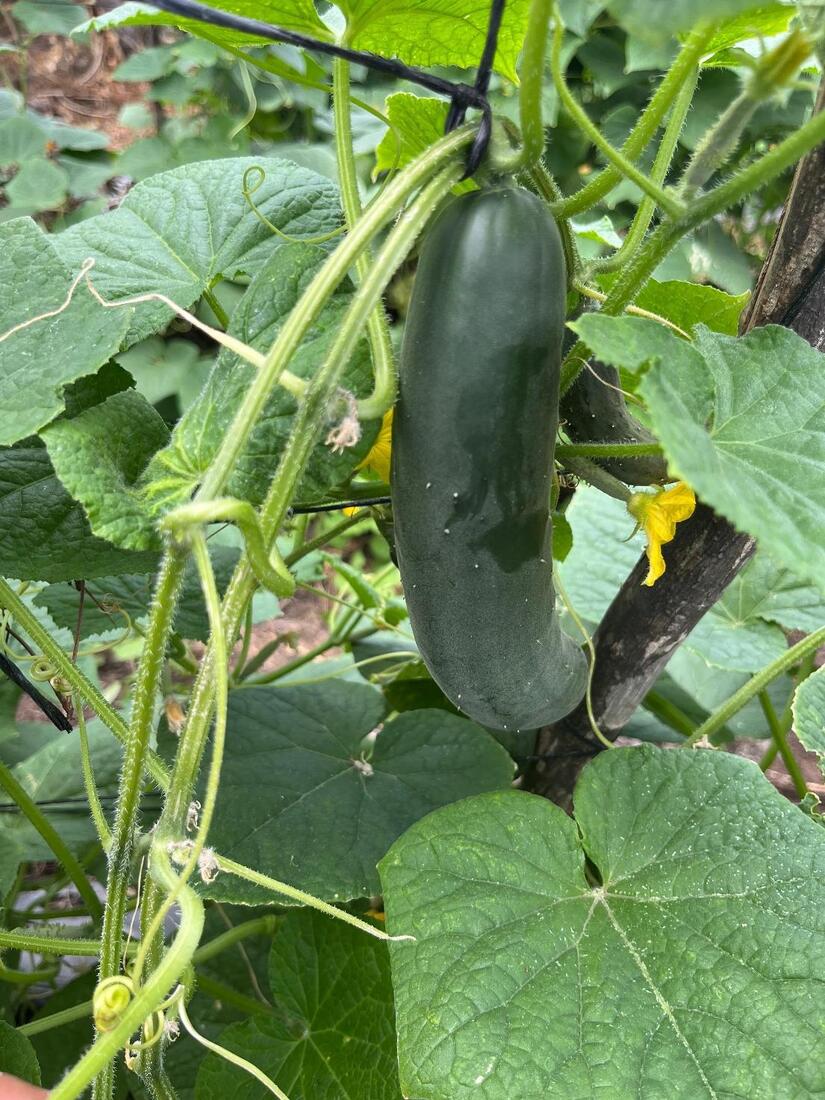 PEPINO4
