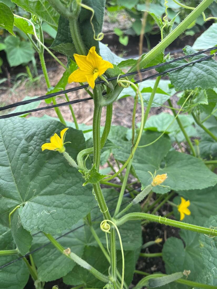 PEPINO5