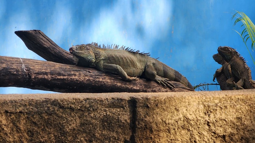 ZOOLOGICO-(1)